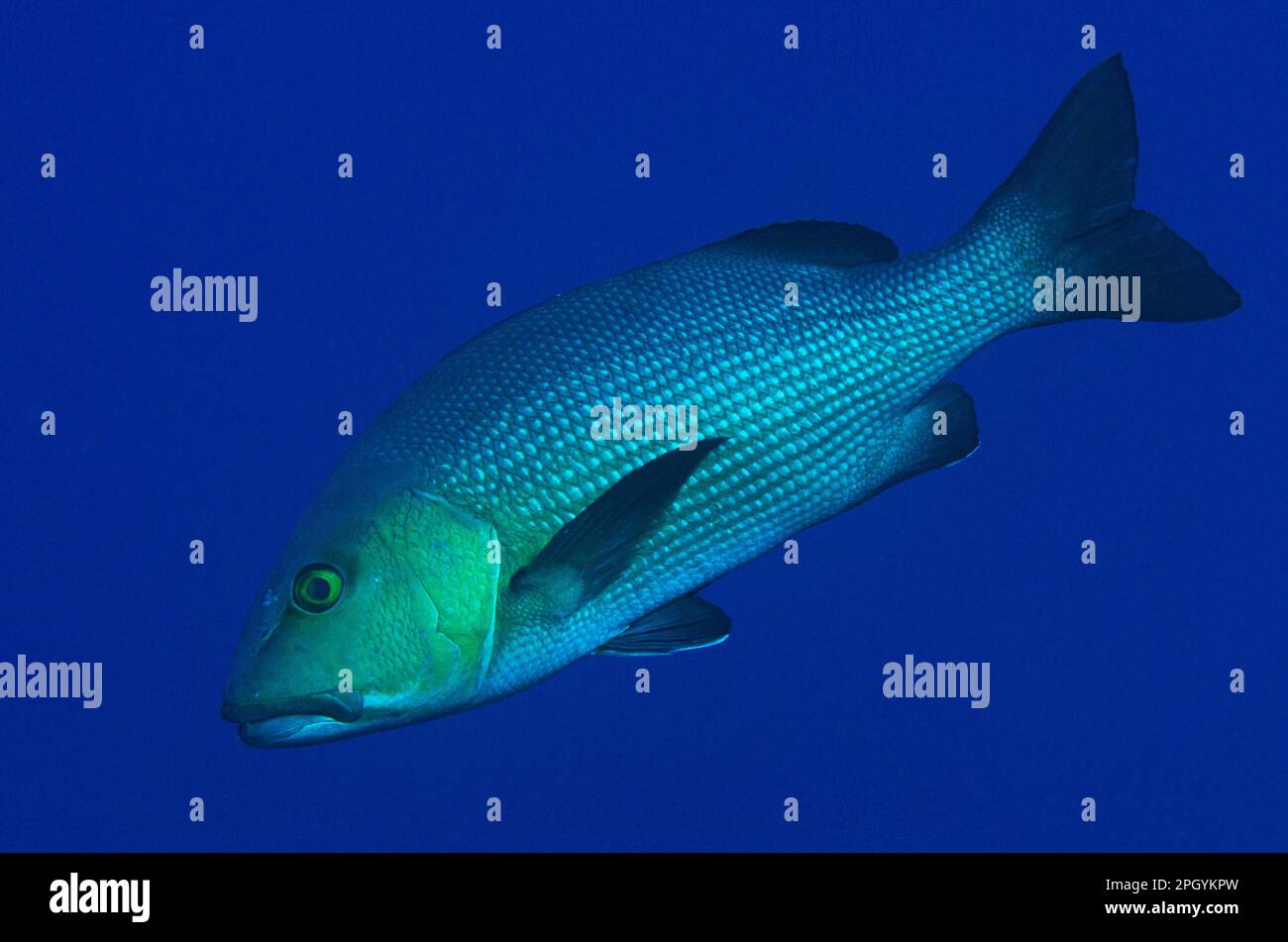 Two-spot red snapper (Lutjanus bohar), Other animals, Fishes, Perch-like, Animals, Two-spot Red Snapper adult, swimming, Reong West, Wetar Island Stock Photo