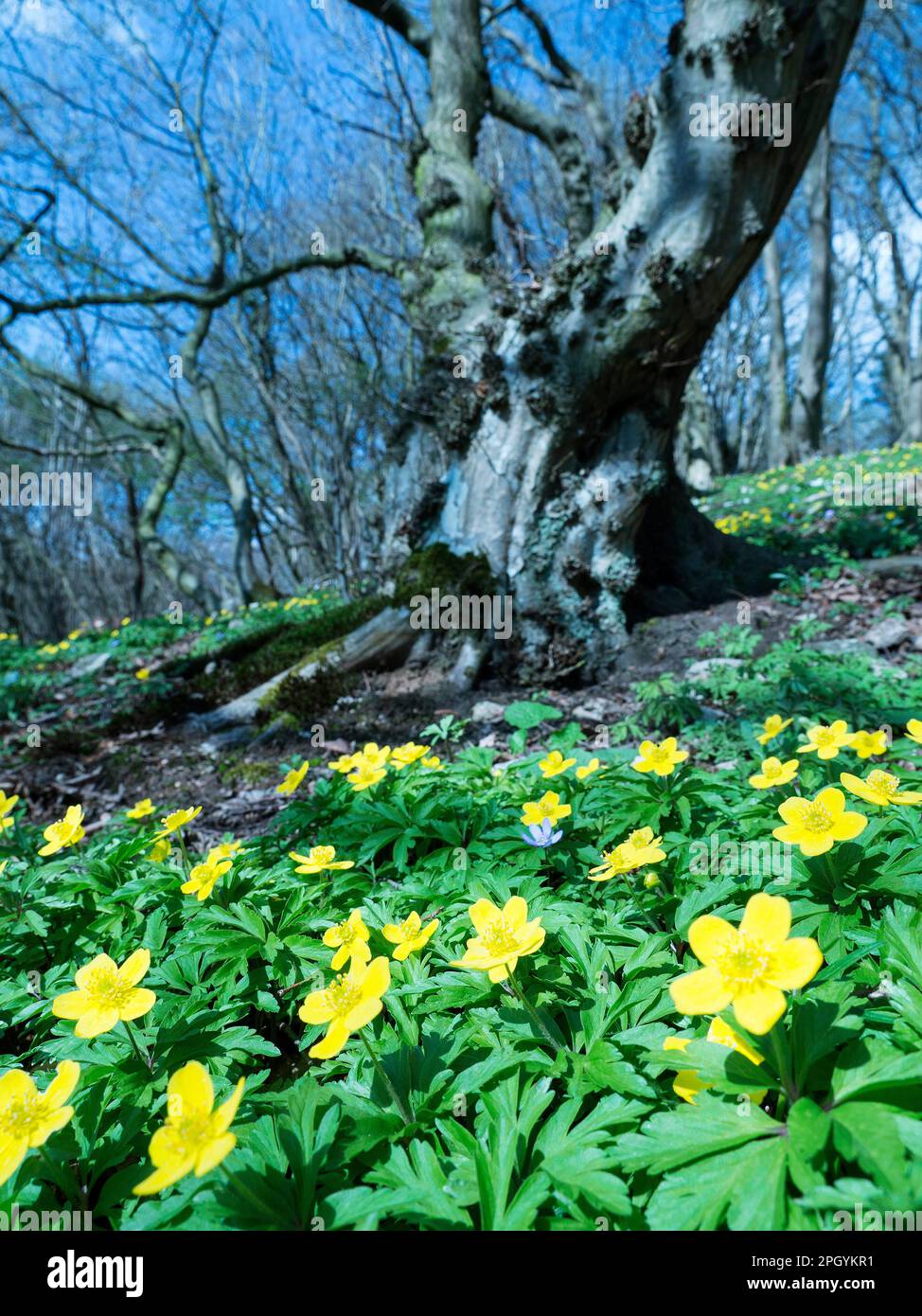 Yellow Anemone, Yellow Wood Anemone or Buttercup Anemone (Anemone ranunculoides), North Rhine-Westphalia, Germany Stock Photo