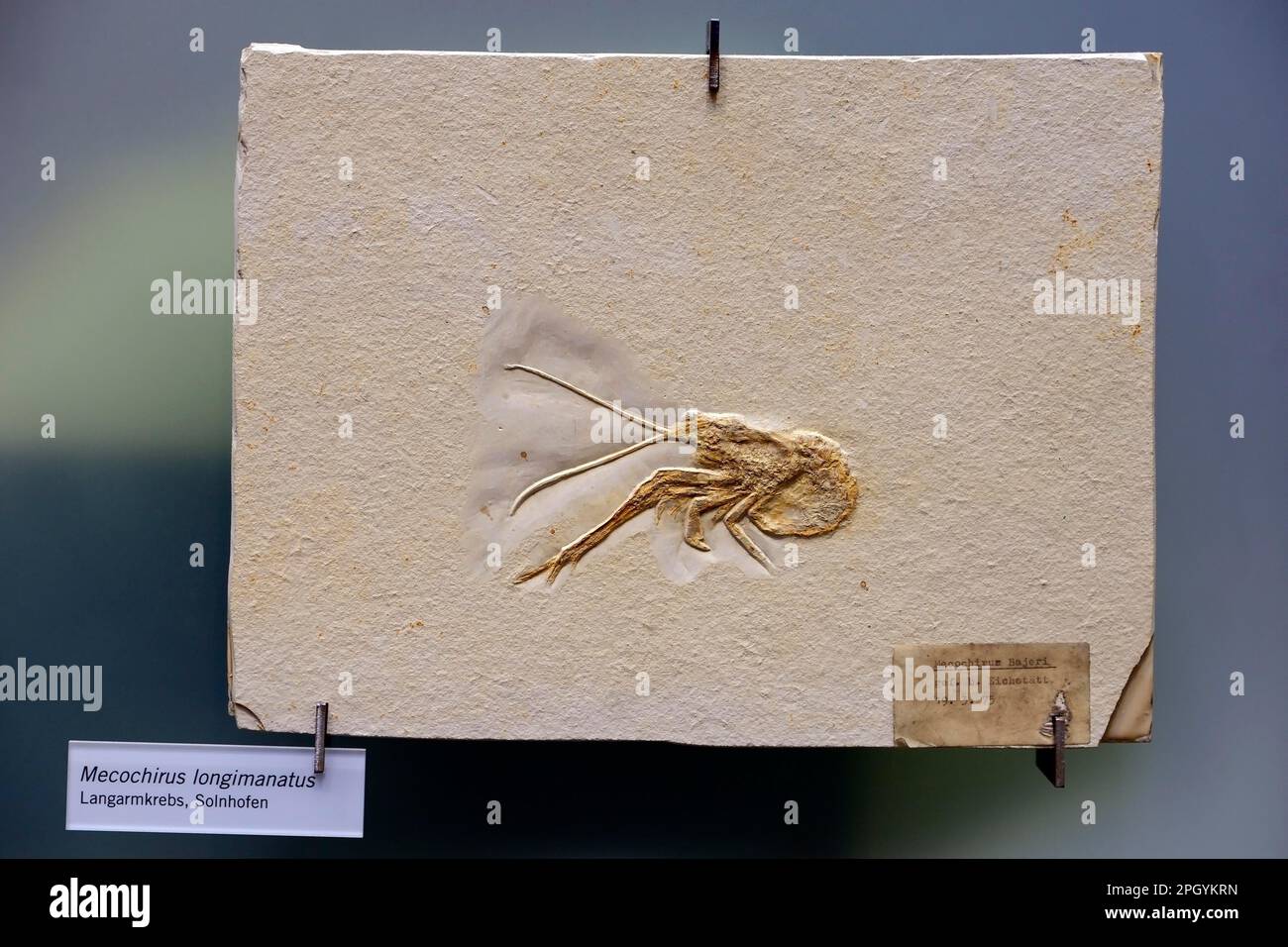 Fossilisation of a long arm crab (Mecochirus longimanatus), Museum fuer Naturkunde, Berlin, Germany Stock Photo