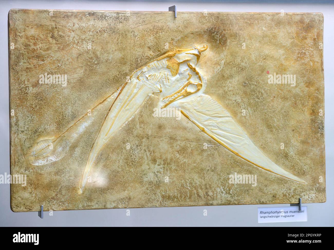 Fossilisation of a long-snouted pterosaur (Rhamphorhynchus muensteri), Museum fuer Naturkunde, Berlin, Germany Stock Photo
