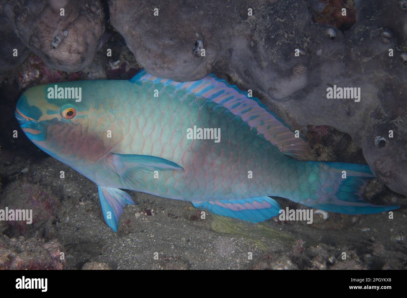 Bleeker's Parrotfish (Chlorurus bleekeri) (Scaridae), Bleeker's Parrotfish, bleeker's parrotfish, Bleeker's Parrotfish, Other Animals, Fish, Animals Stock Photo