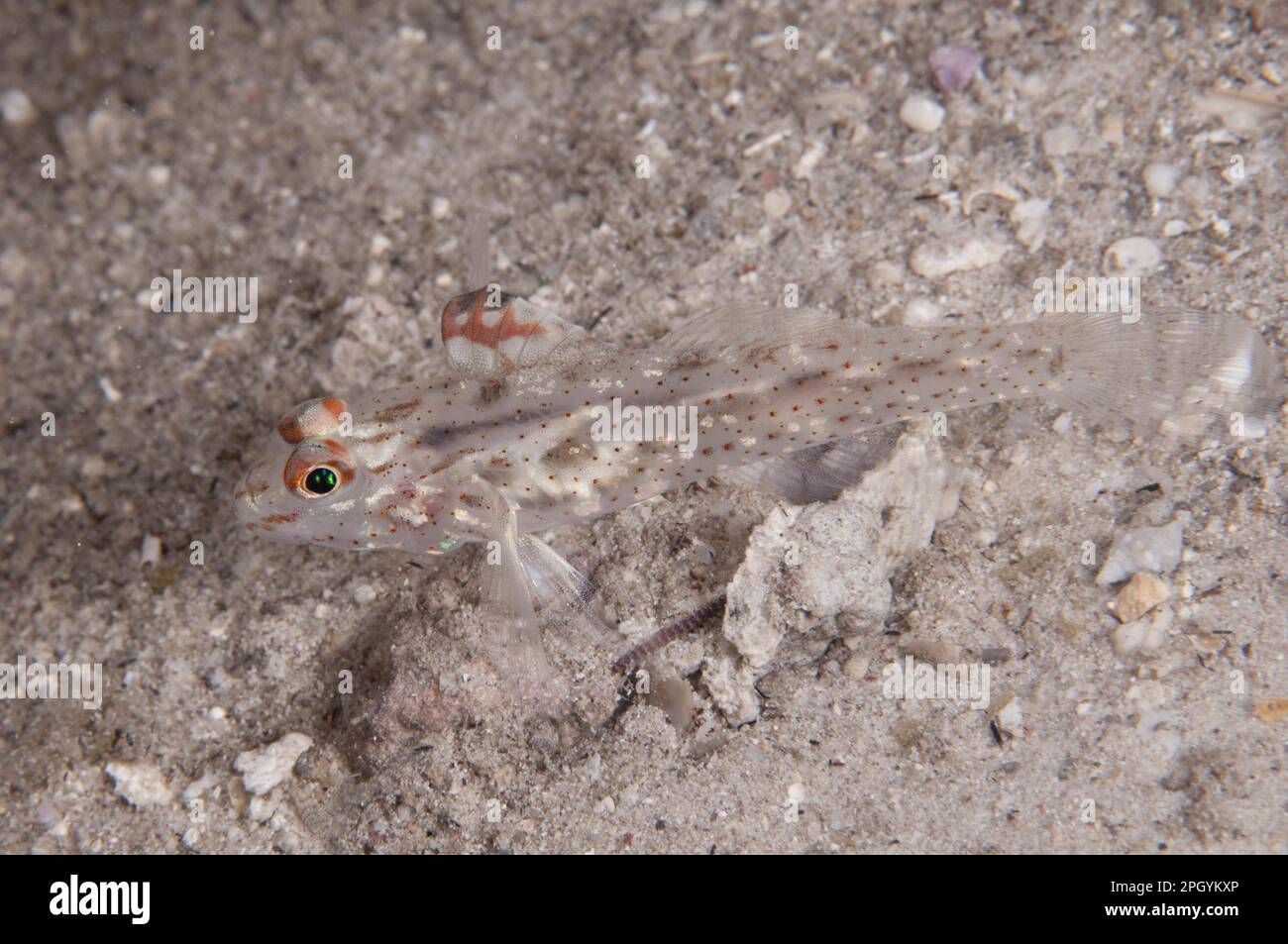 Signal Goby, Signal Gobies, Other Animals, Fish, Animals, Gobies, Signalfin Goby (Coryphopterus signipinnis) adult, resting on sand, Lembata Island Stock Photo