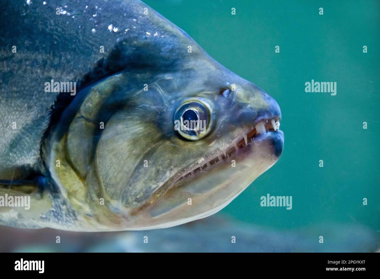 Dogtooth tetra, Vampirefish, Other animals, Fish, Animals, Tetra-like, payara (Hydrolycus scomberoides) adult, close-up of head, captive Stock Photo