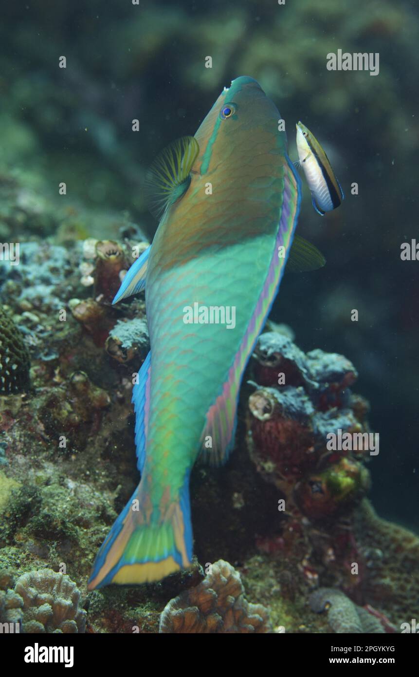 Yellowfin parrotfish (Scarus flavipectoralis), adult male, being cleaned by the bluestreak cleaner wrasse (Labroides dimidiatus), Lembeh Strait Stock Photo