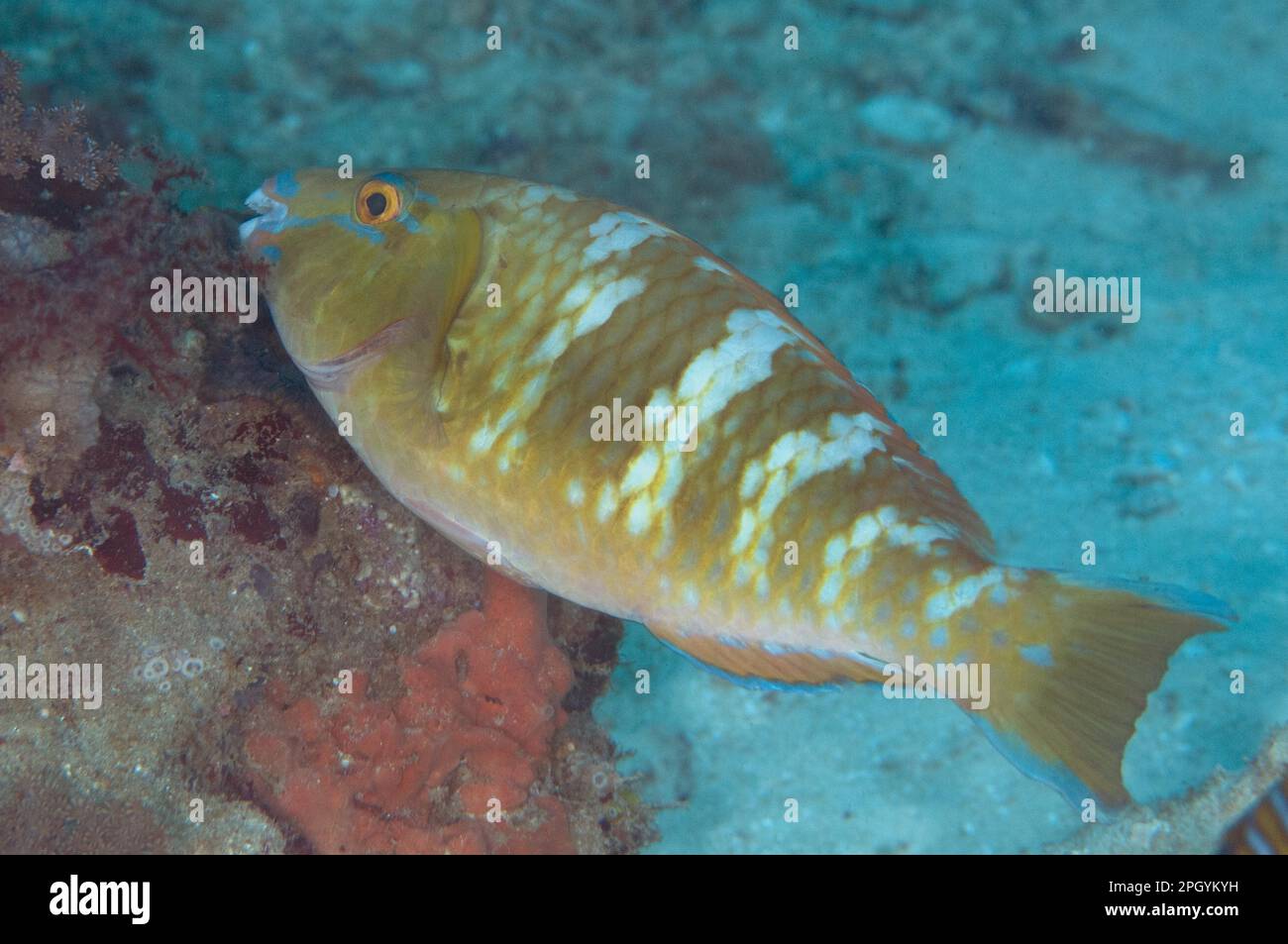 Yellowbar parrotfish (Scarus schlegeli) immature, Batu Lima, Dampier Straits, Raja Ampat Islands (Four Kings), West Papua, New Guinea, Indonesia Stock Photo