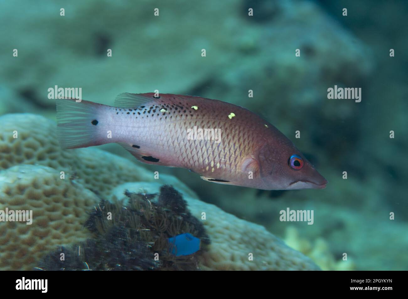 Diana's Wrasse, Diana's Wrasse, Other Animals, Fish, Animals, Wrasse, Diana's Hogfish (Bodianus diana) adult, swimming in reef, Tutuntute, Wetar Stock Photo