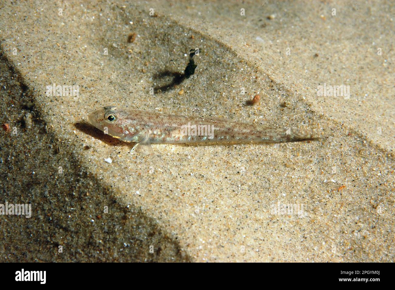 Sand goby (Pomatoschistus minutus), Sand Gobies, Other Animals, Fish, Animals, Gobies, Sand Goby adult, resting on sandy seabed, Bournemouth, Dorset Stock Photo