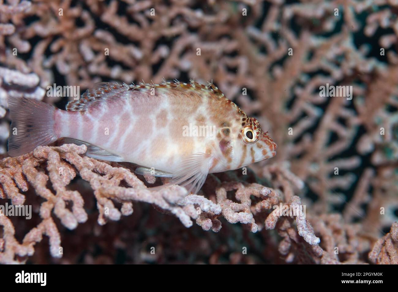 Spotted hawkfish (Cirrhitichthys aprinus) adult, resting on coral fan, Horseshoe Bay, Nusa Kode, Rinca Island, Komodo N. P. Lesser Sunda Islands Stock Photo