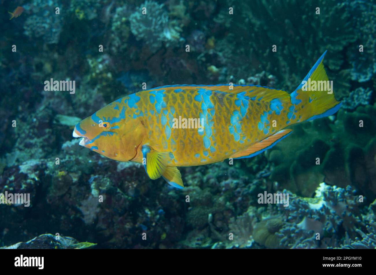 Blue-barred Parrotfish (Scaridae), Blue-barred Parrotfish, Blue-barred Parrotfish, Blue-barred Parrotfish, Other animals, Fish, Animals, Blue-barred Stock Photo