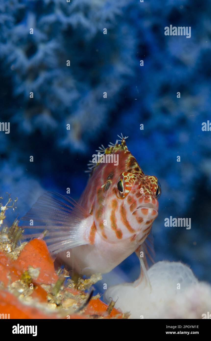 Common spotted hawkfish (Cirrhitichthys aprinus) adult, in front of blueberry gorgonians (Acalycigorgia sp.), Batu Kapal, Lembeh Strait, Sulawesi Stock Photo