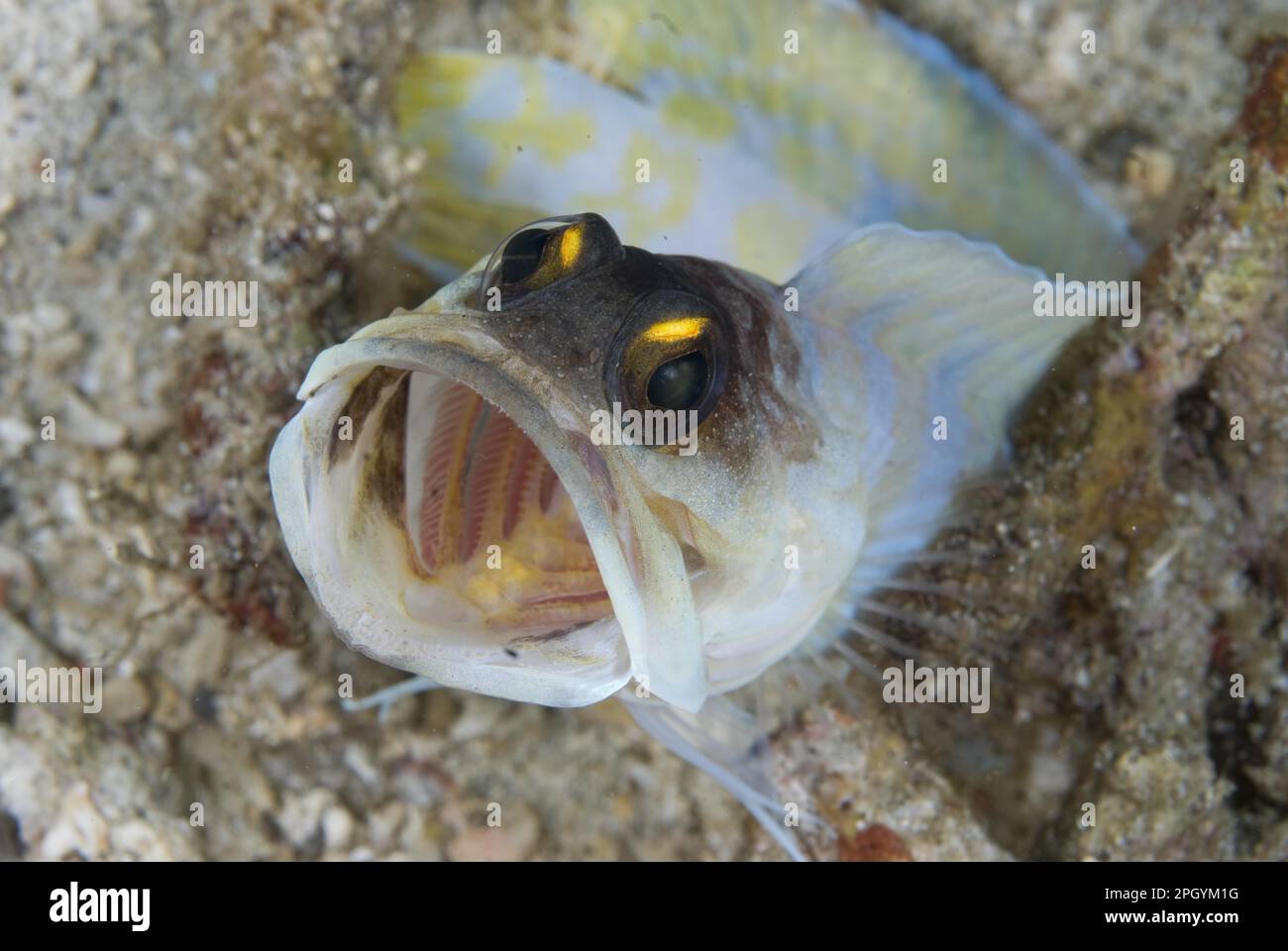 Adult Yellowbearded Johnfish (Opistognathus sp.), with open mouth, showing aggressive behaviour, Lembeh Island, Sulawesi, Indonesia Stock Photo