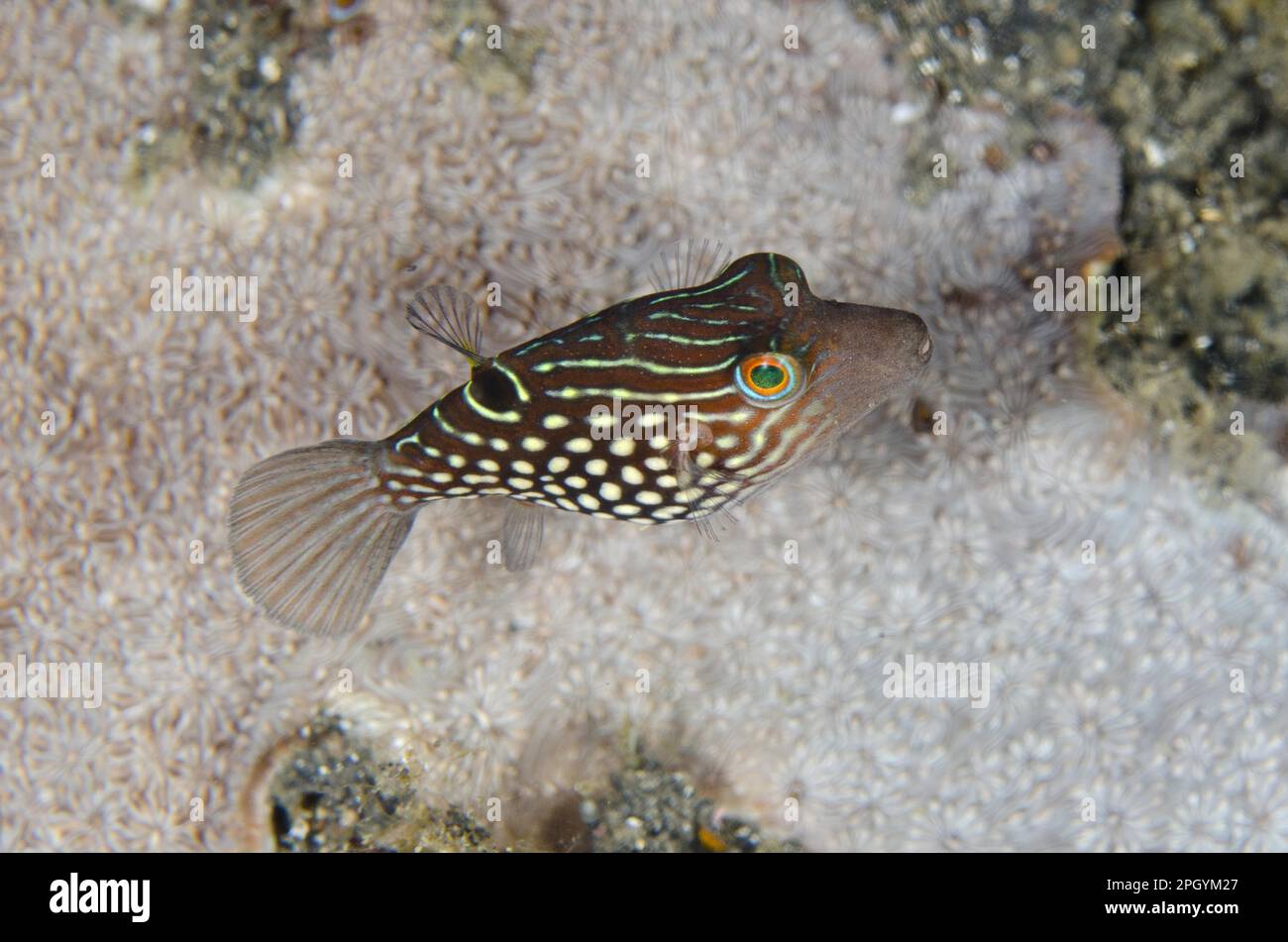 Peter's Toby (Canthigaster petersii) adult, swimming, Lembeh Strait, Sulawesi, Greater Sunda Islands, Indonesia Stock Photo