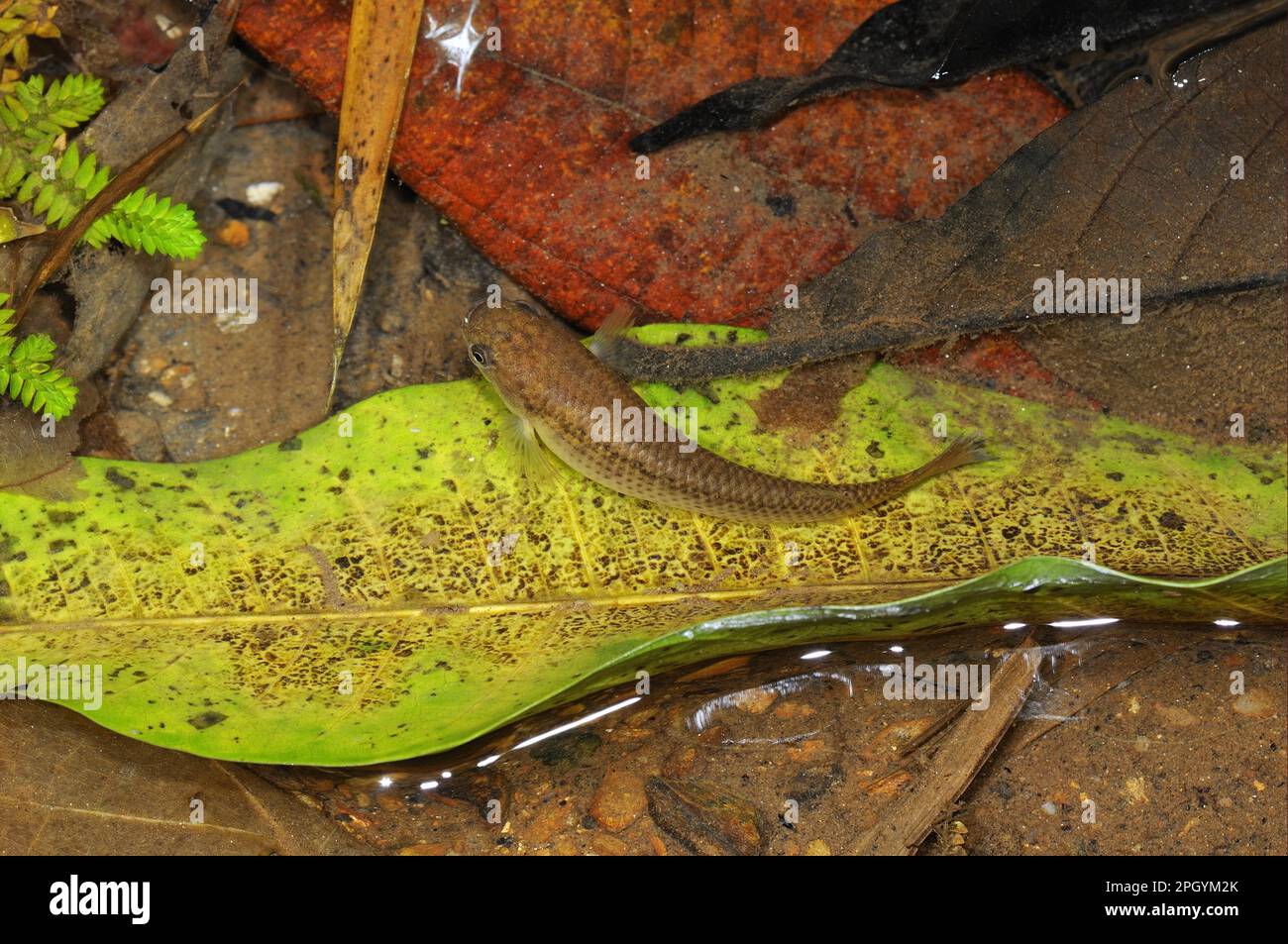 Adult Harts Rivulus (Rivulus hartii), swimming among fallen leaves in shallow mountain stream, Trinidad, Trinidad and Tobago Stock Photo