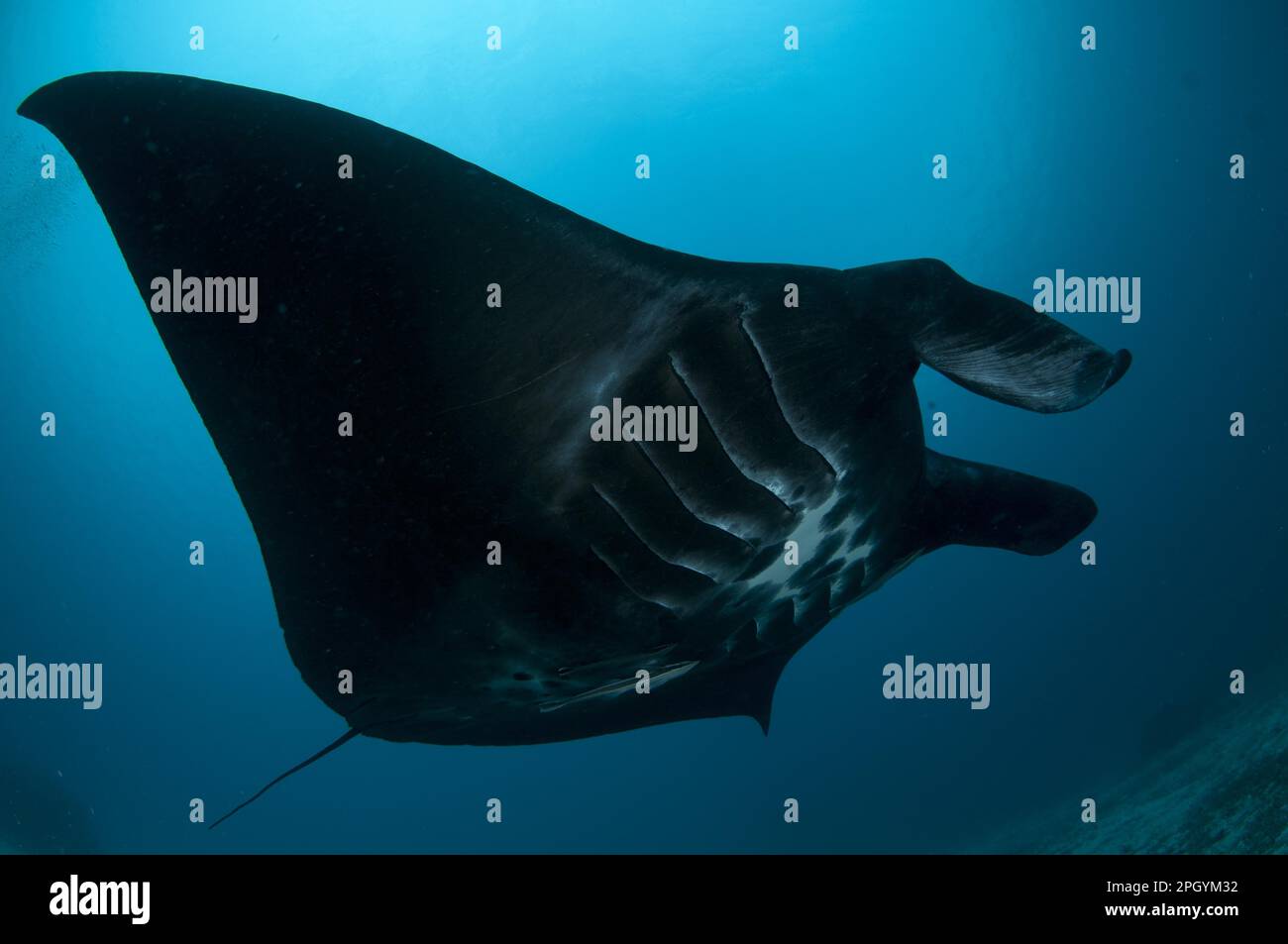 Reef manta ray (Manta alfredi), Manta, Manta Rays, Devil Rays, Giant Rays, Other Animals, Fish, Rays, Animals, Manta pelagic manta ray (Manta Stock Photo