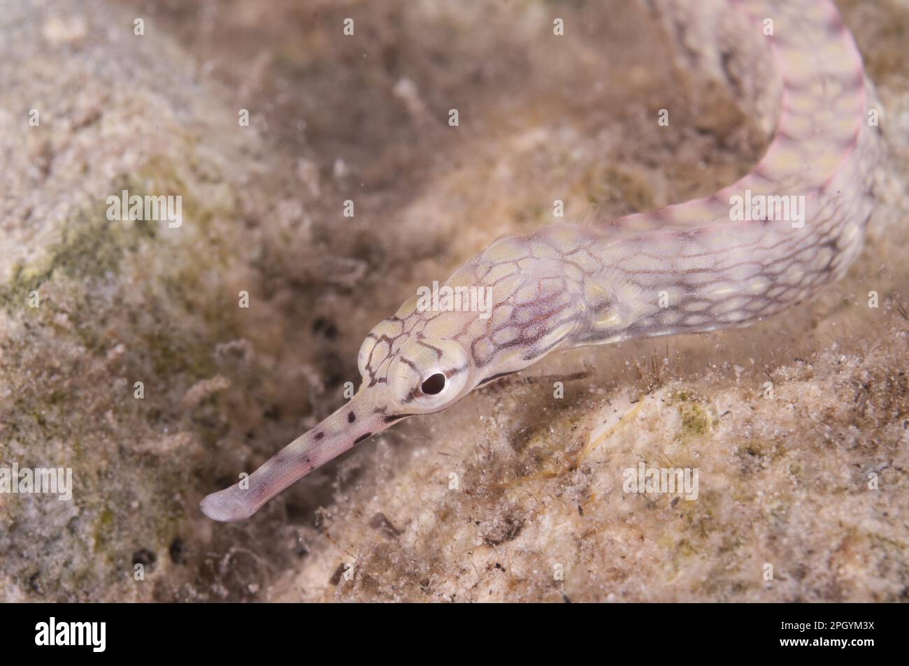 Lying pipefish (Pisces), Yellow-banded pipefish, Lying pipefish, Yellow-banded pipefish, Pipefish, Animals, Other animals, Reeftop pipefish Stock Photo