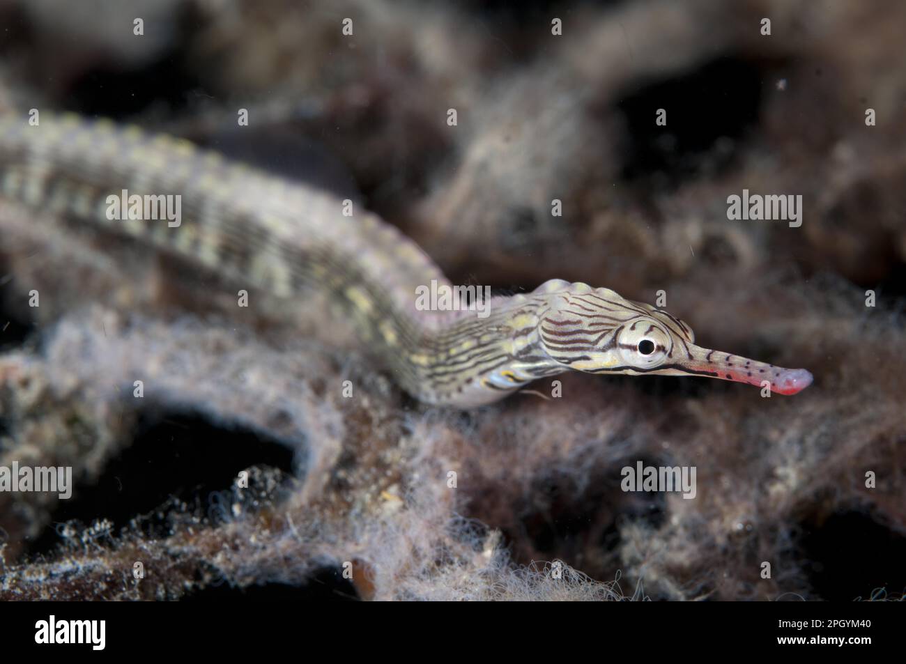 Lying pipefish (Pisces), Yellow-banded pipefish, Lying pipefish, Yellow-banded pipefish, Pipefish, Animals, Other animals, Reeftop pipefish Stock Photo