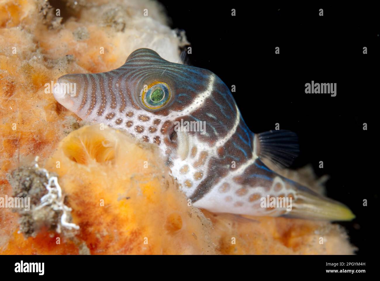 Saddleback Pufferfish, Saddleback Pufferfish, Other animals, Fish, Animals, Pufferfish, Black-saddled (Canthigaster valentini) Pufferfish adult Stock Photo