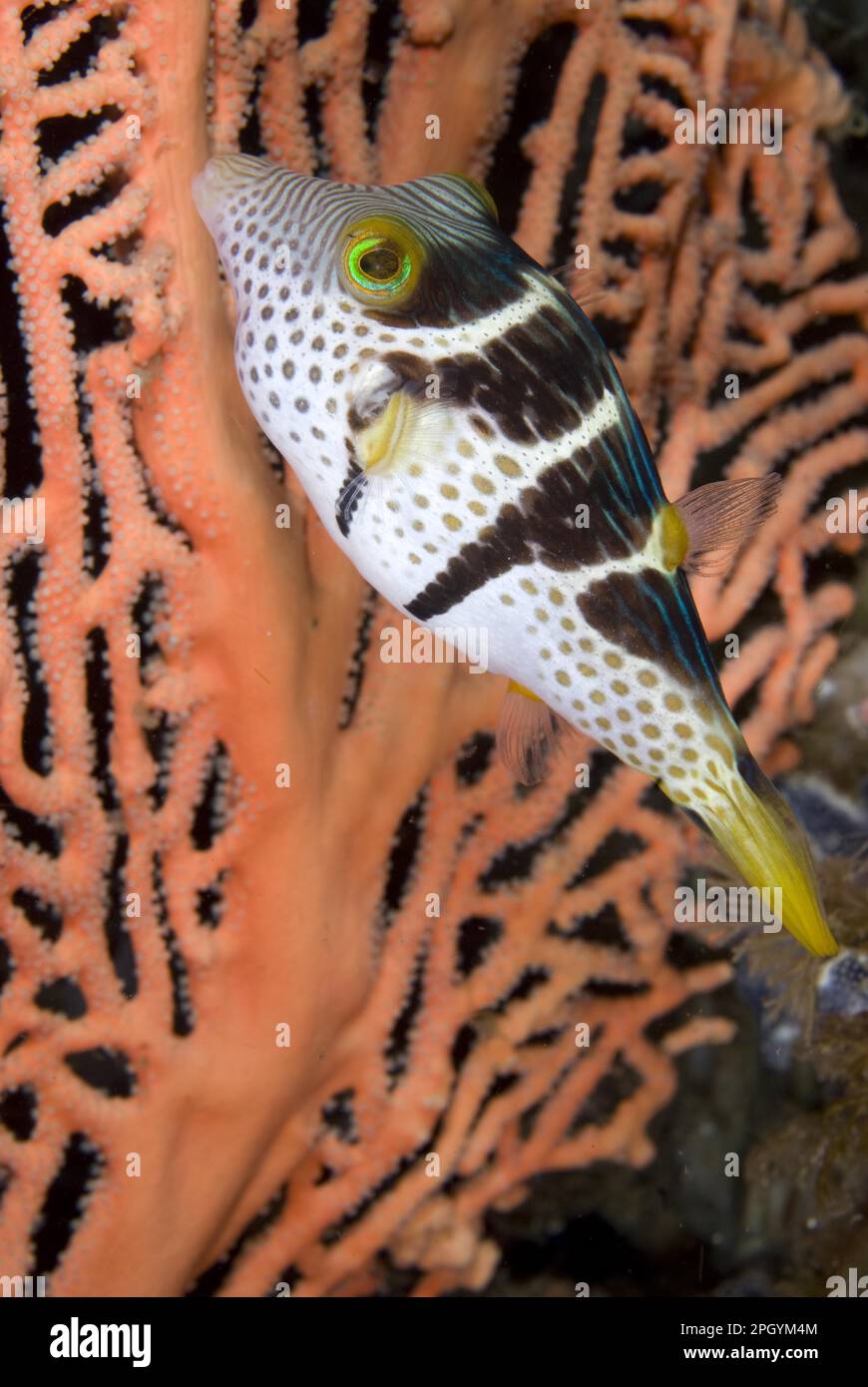 Saddleback Pufferfish, Saddleback Pufferfish, Other animals, Fish, Animals, Pufferfish, Black-saddled (Canthigaster valentini) Pufferfish adult Stock Photo