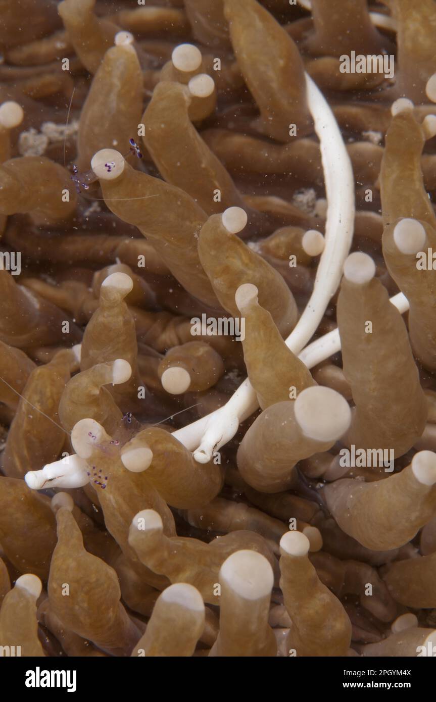 Mushroom coral lake needle (Siokunichthys nigrolineatus), Mushroom Coral Pipefish, Other Animals, Fish, Animals, Pipefish, Mushroom Coral Pipefish Stock Photo