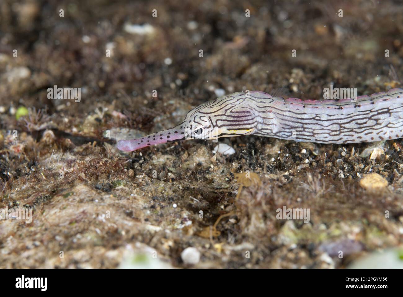 Lying pipefish (Pisces), Yellow-banded pipefish, Lying pipefish, Yellow-banded pipefish, Pipefish, Animals, Other animals, Reeftop pipefish Stock Photo