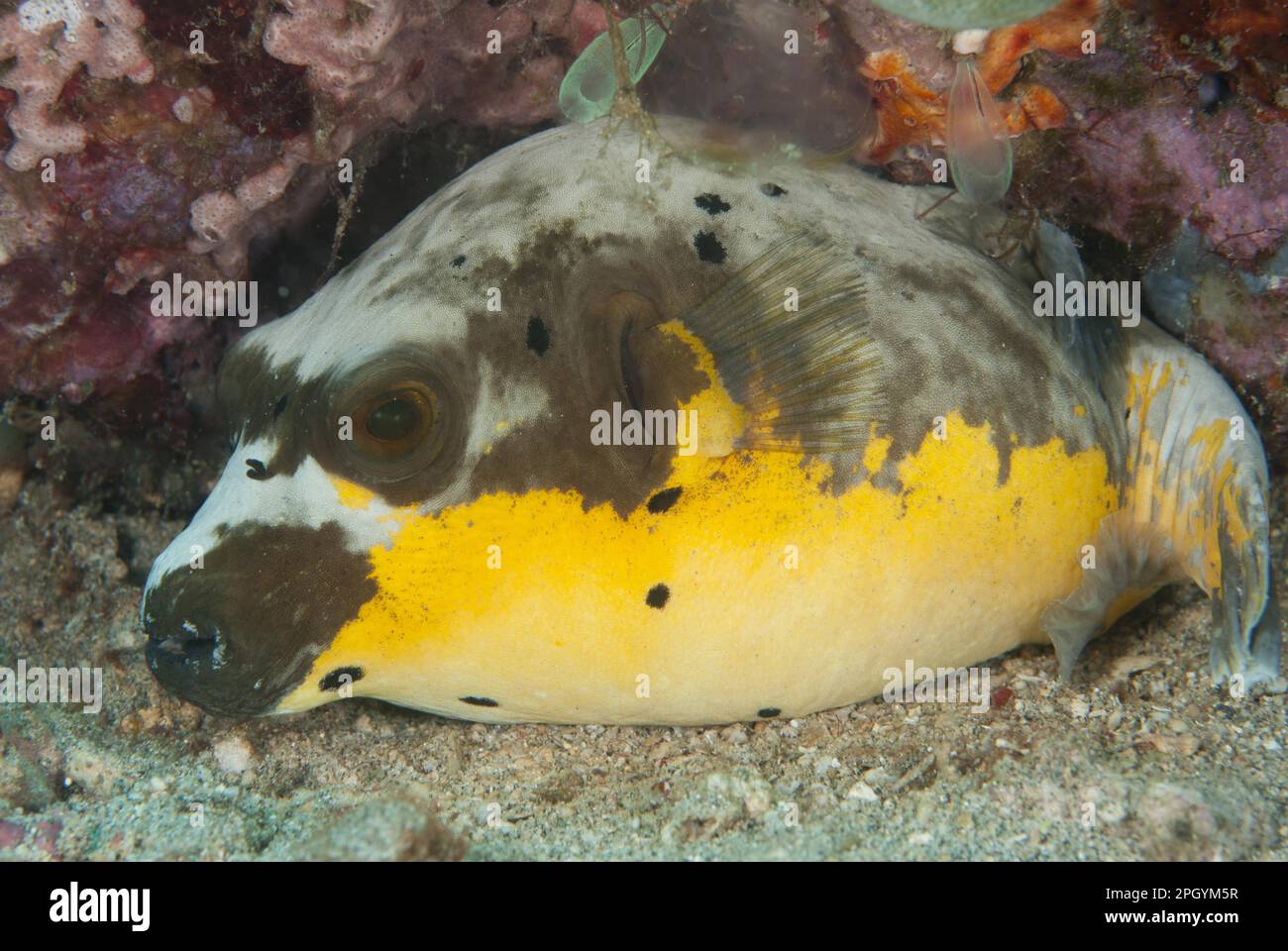 Black-spotted Pufferfish, blackspotted puffers, Other animals, Fish, Animals, Pufferfish, Black-spotted Puffer (Arothron nigropunctatus) adult Stock Photo