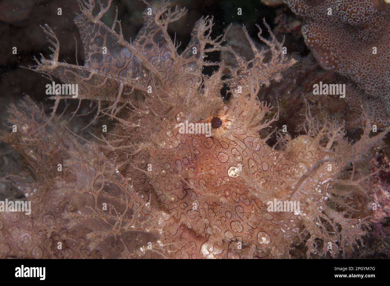Merlets scorpionfish hi-res stock photography and images - Alamy
