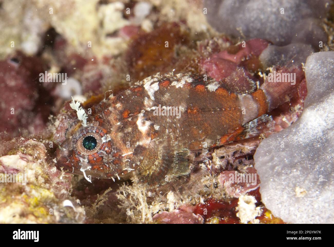 Adult Barchin scorpionfish (Sebastapistes strongia), camouflaged on the reef at night, Fiabacet Island, Raja Ampat Islands (Four Kings), West Papua Stock Photo