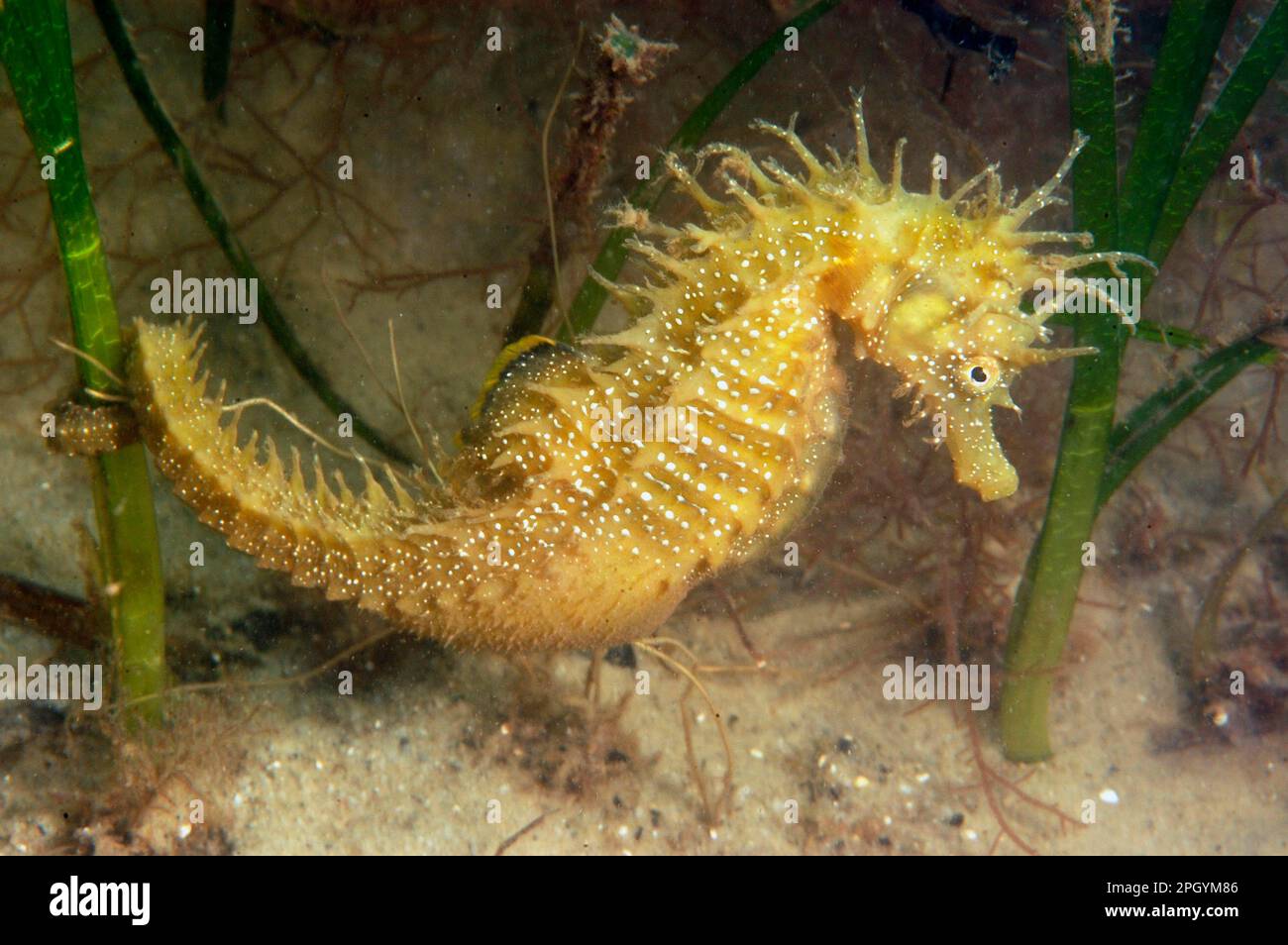 Seahorse, long-snouted seahorse (Hippocampus guttulatus), Long-snouted seahorse, Needlefish, Animals, Other animals, Fish, Long-snouted seahorse Stock Photo