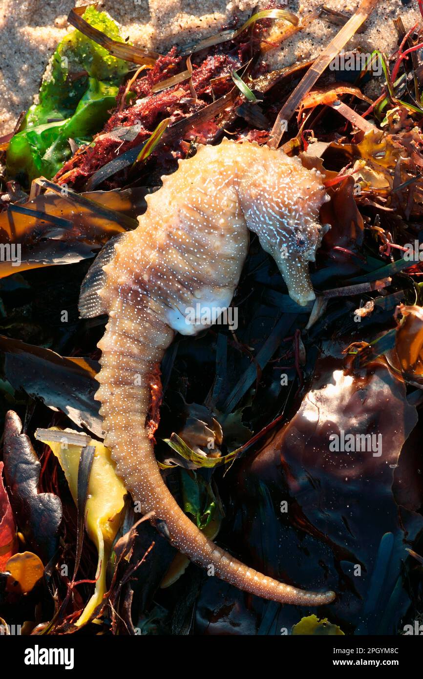 Long-snouted Seahorse (Hippocampus guttulatus) dead, washed up on strandline, Studland Bay, Dorset, England, United Kingdom Stock Photo