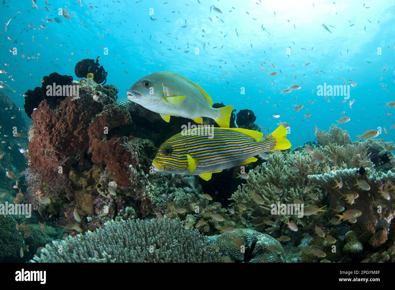 Ribboned sweetlip (Plectorhinchus polytaenia) and yellow-striped sweetlips (Plectorhinchus chrysotaenia) adults, swimming in the reef, Mioskon Stock Photo