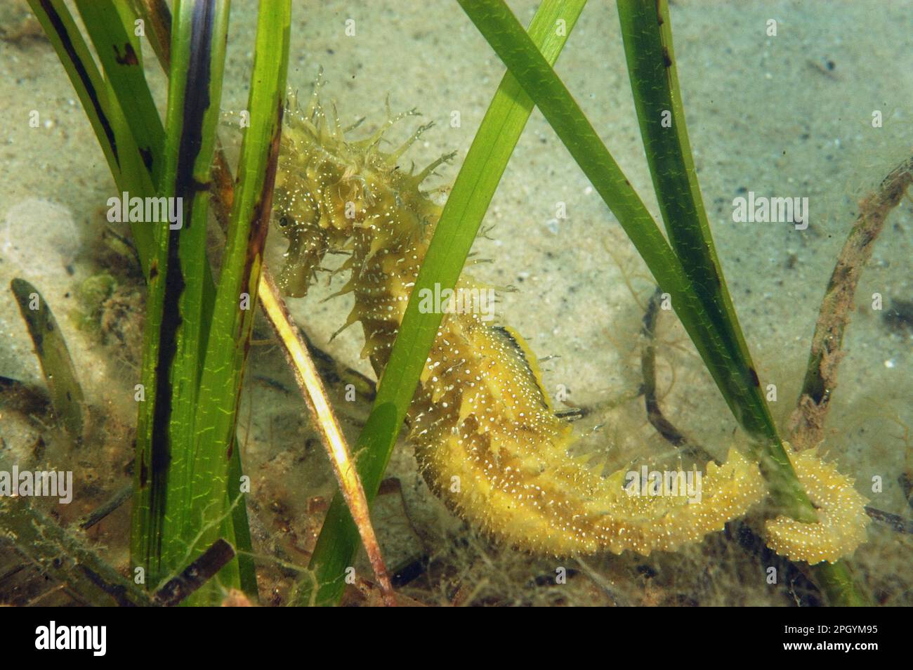 Long-snouted Seahorse (Hippocampus guttulatus) adult male, pregnant, clinging to eelgrass, Studland Bay, Dorset, England, United Kingdom Stock Photo