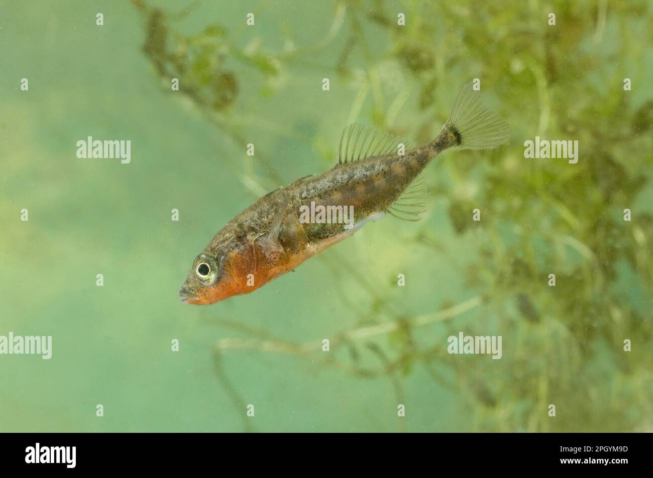 Three-spined Stickleback (Gasterosteus aculeatus) adult male, in in spawning colour, swimming, England, United Kingdom Stock Photo