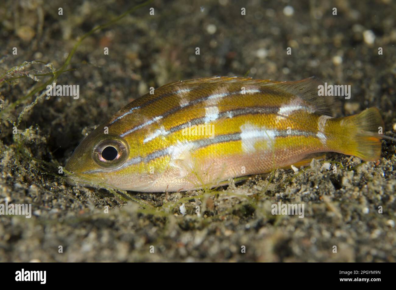 Five-lined snapper (Lutjanus quinquelineatus) juvenile, with night colours, resting on black sand at night, Lembeh Strait, Sulawesi, Greater Sunda Stock Photo