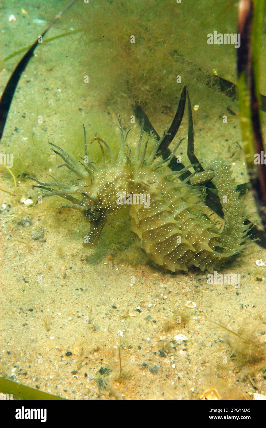 Long-snouted Seahorse (Hippocampus guttulatus) adult female, clinging to Eelgrass (Zostera marina) on sandy seabed, Studland Bay, Dorset, England Stock Photo