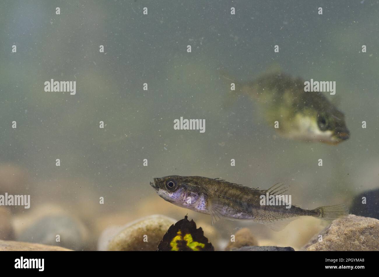 Nine-spined three-spined stickleback (Gasterosteus ninespine stickleback (Pungitius pungitius) adult, swimming over gravel, with three-spined Stock Photo