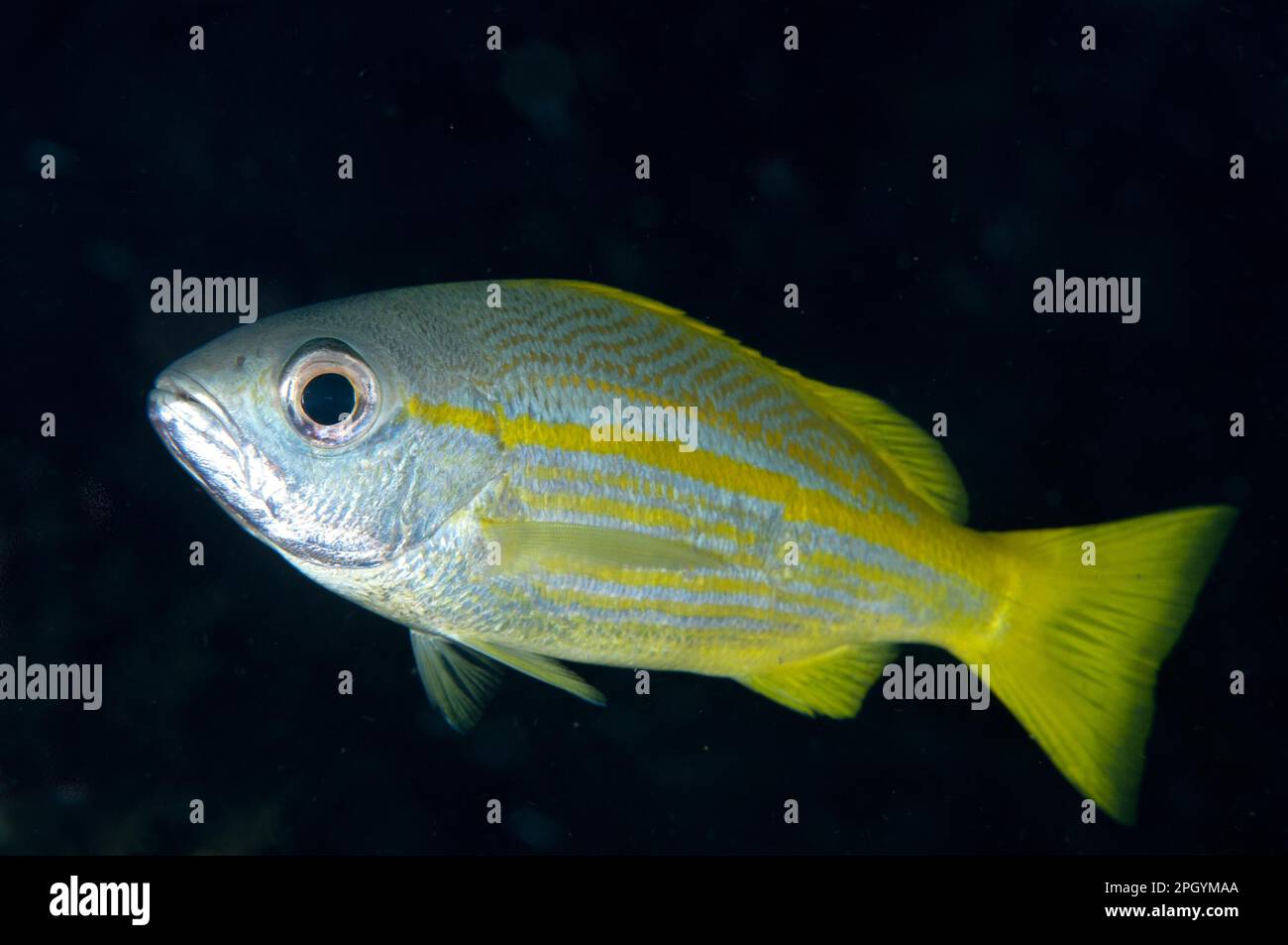 Golden snapper hi-res stock photography and images - Alamy