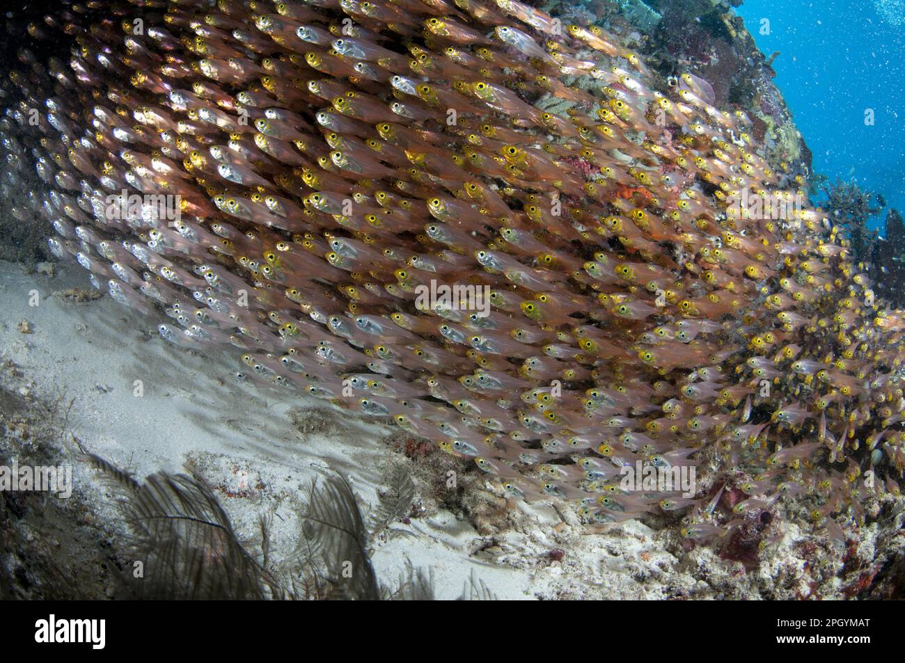Golden pigmy sweeper (Parapriacanthus ransonneti) shoal, swimming in reef, Otdina Reef, Dampier Straits, Raja Ampat Islands (Four Kings), West Papua Stock Photo