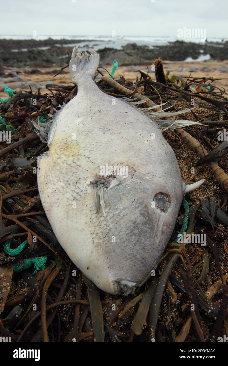 Grey Triggerfish (Balistes capriscus) dead adult, washed up on beach strandline, Widemouth Bay, Cornwall, England, United Kingdom Stock Photo