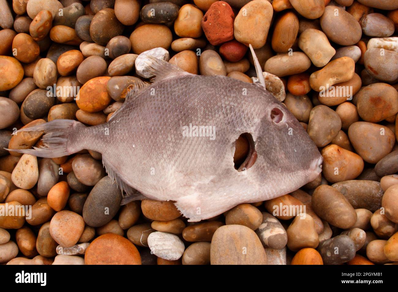 Grey Triggerfish (Balistes capriscus) dead, eyes and gills pecked out, washed-up on beach, Chesil Beach, Dorset, England, United Kingdom Stock Photo