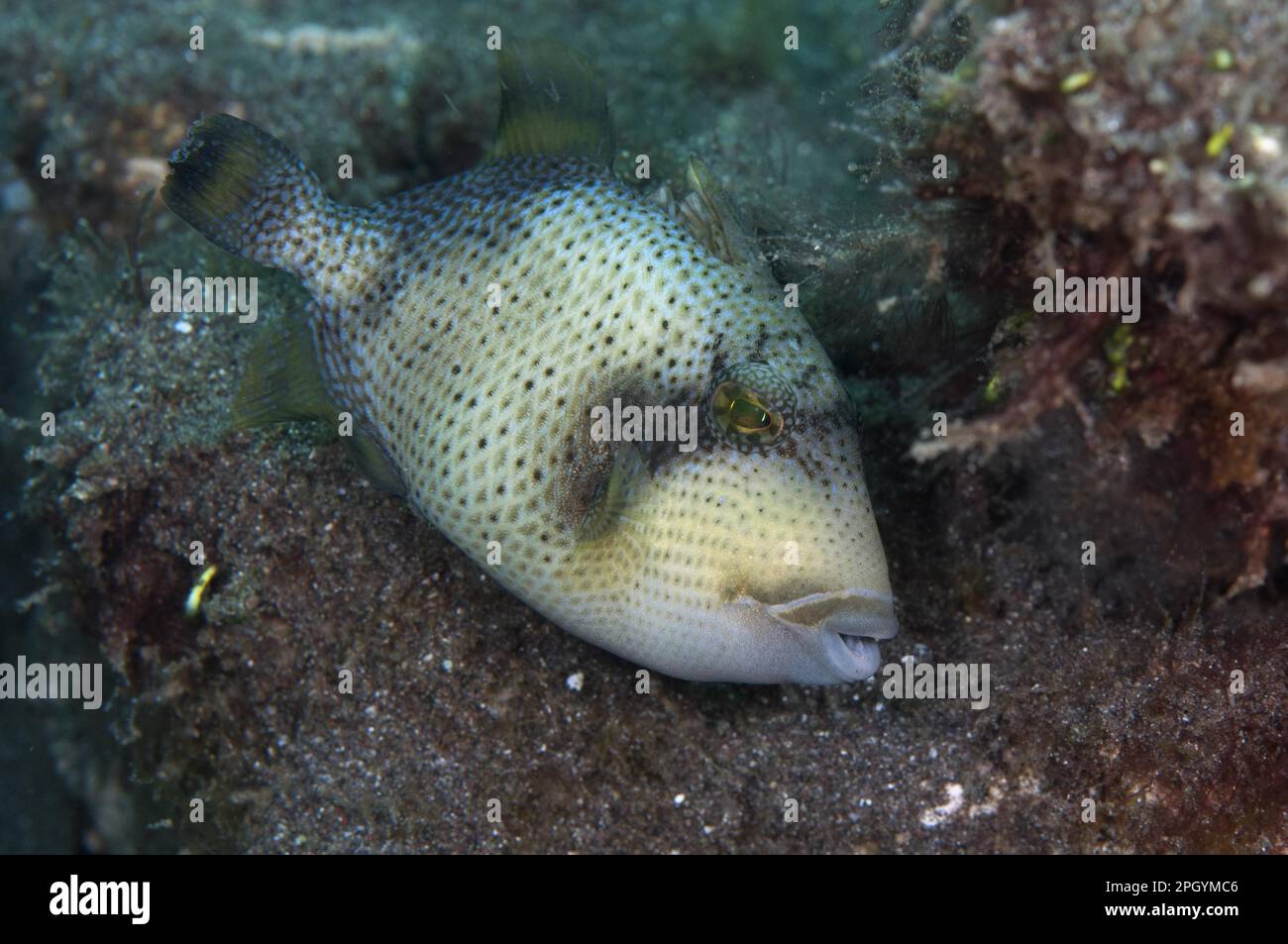 Yellow Triggerfish, Yellow Triggerfish, Other animals, Fish, Animals, Triggerfish, agkistrodon bilineatus (Tr) Stock Photo