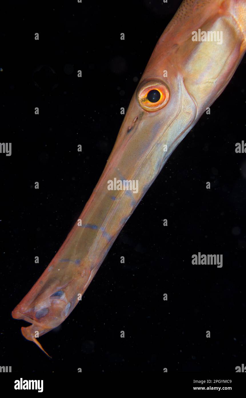 Trumpetfish indonesia hi-res stock photography and images - Alamy, image size:861x1390
