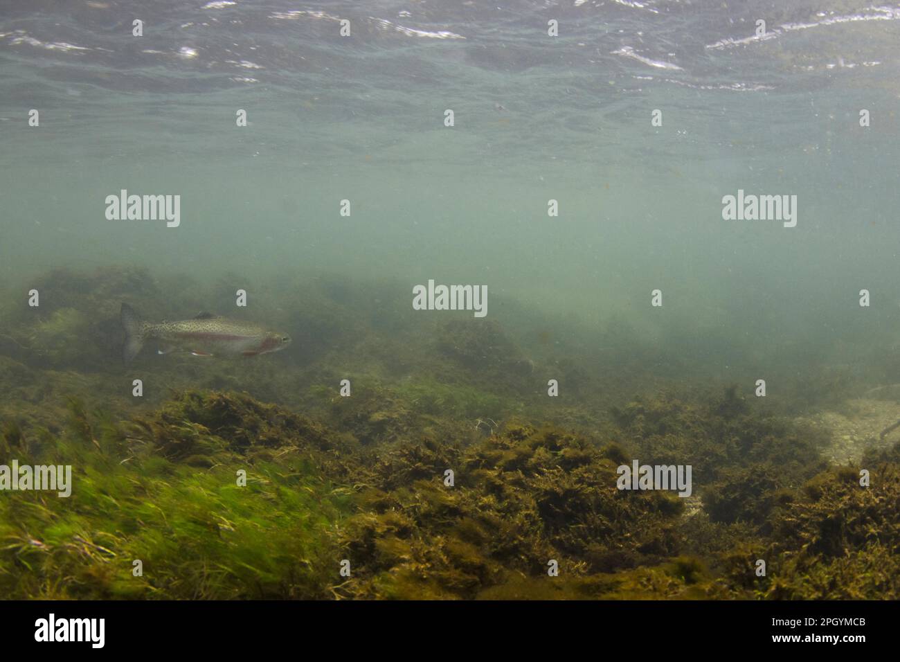Rainbow trout (Oncorhynchus mykiss) introduced species, adult, swimming