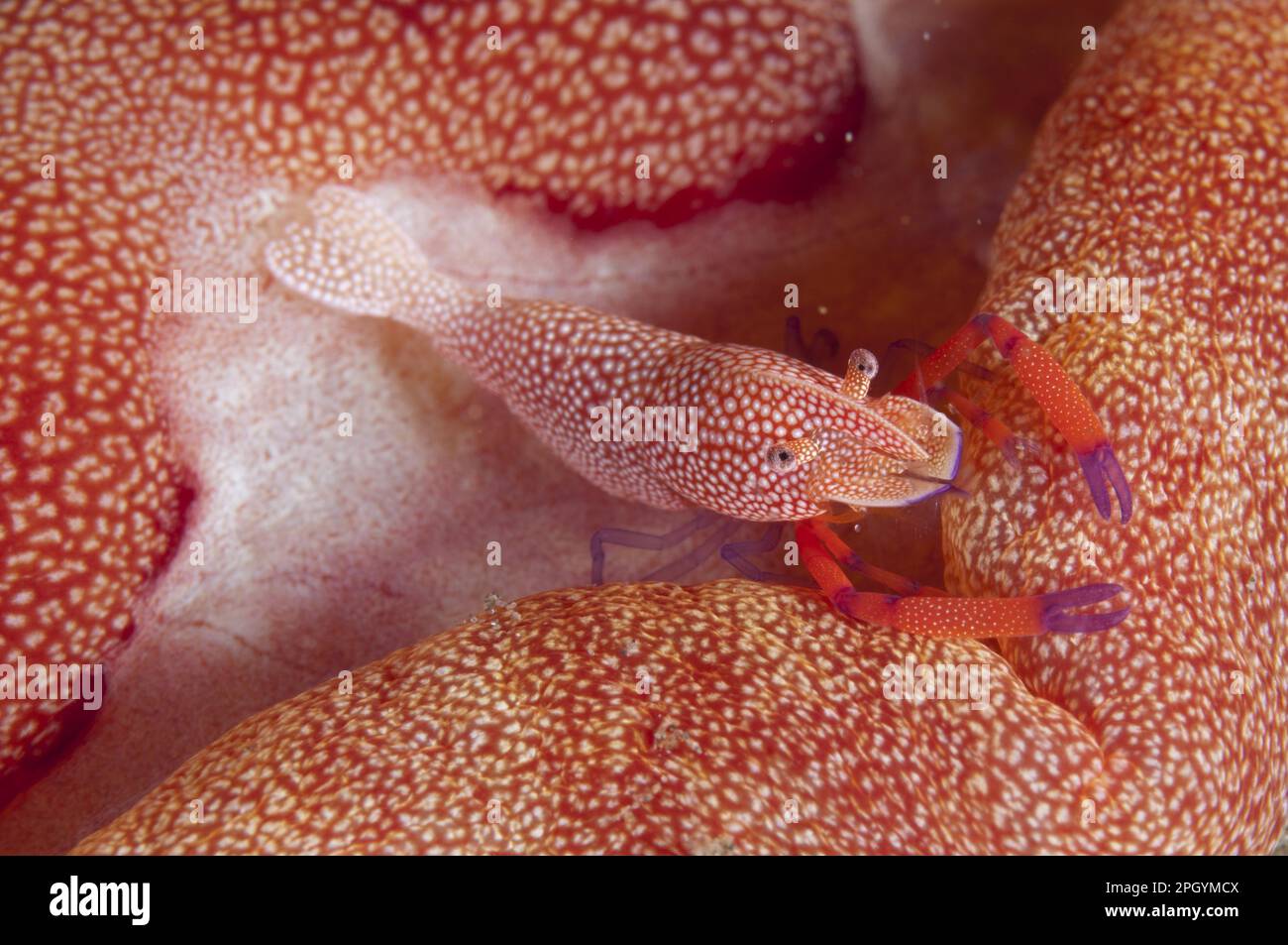 Imperial emperor shrimp (Periclimenes imperator) adult, on Spanish spanish dancer (Hexabranchus sanguineus) at night, Ambon Island, Maluku Islands Stock Photo