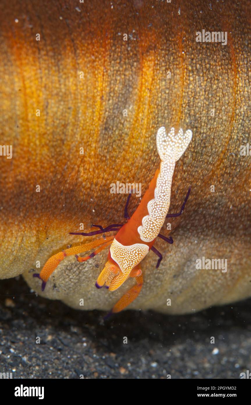 Imperial Shrimp (Periclimenes imperator) adult, riding on Spotted Worm Sea Cucumber (Synapta maculata), Lembeh Straits, Sulawesi, Sunda Islands Stock Photo