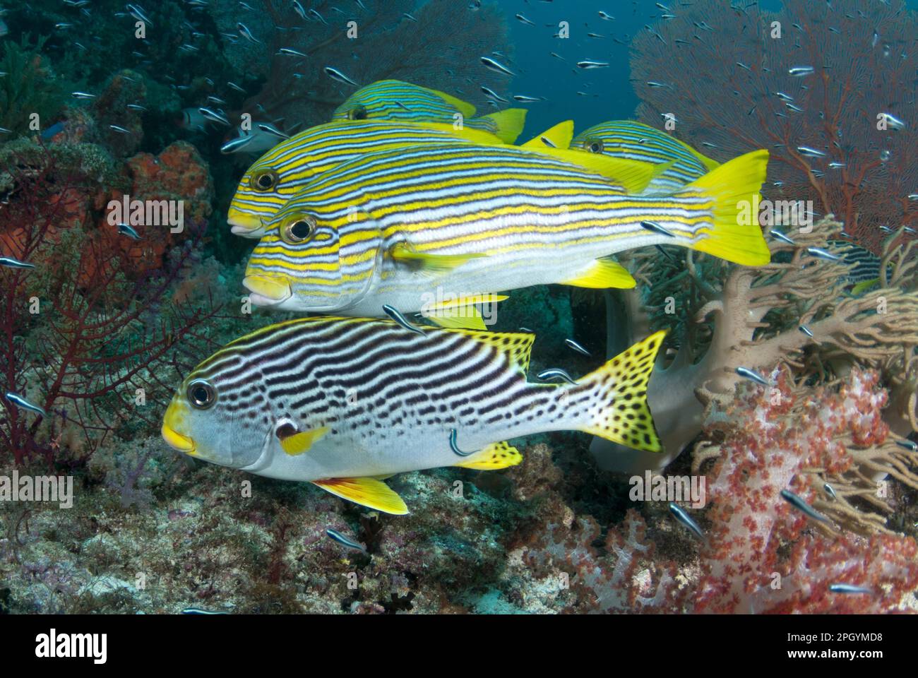 Diagonalbanded sweetlip (Plectorhinchus ribboned sweetlip