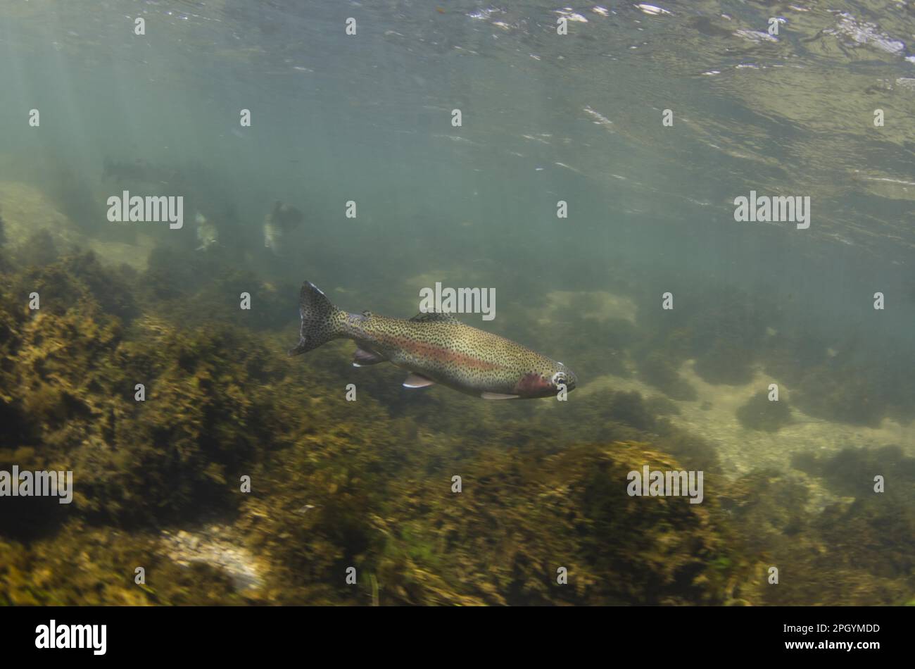Rainbow trout (Oncorhynchus mykiss) introduced species, adult, swimming
