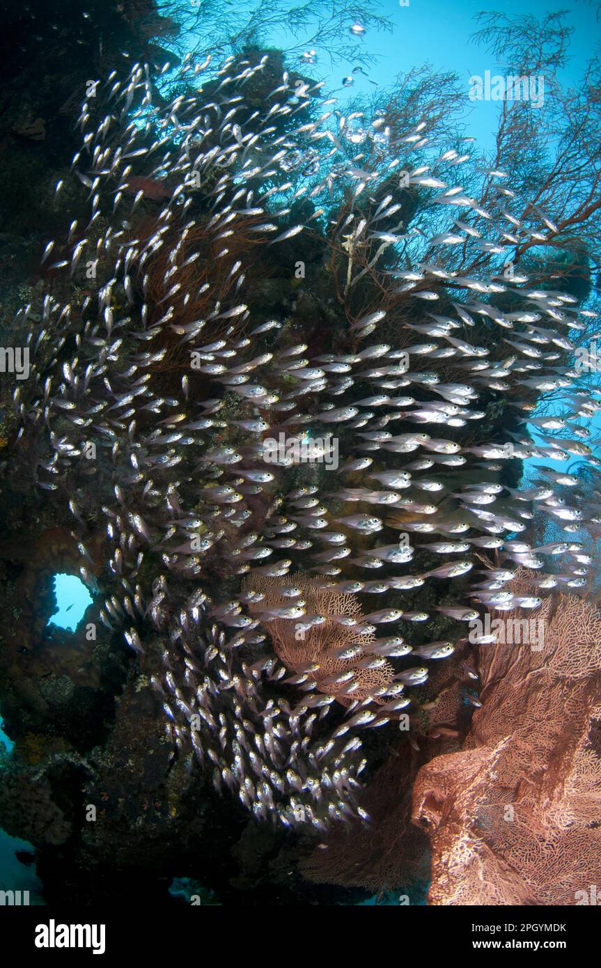 Black-striped Tree Swallow (Pempheris schwenkii), swimming on coral-encrusted shipwreck, USAT Liberty (US Army transport ship) (which was torpedoed Stock Photo