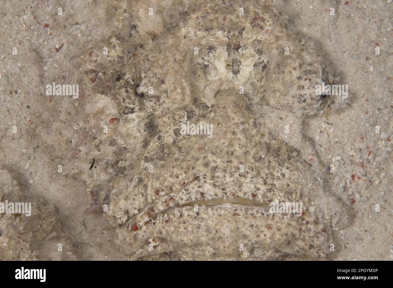 Reef stonefish (Synanceia verrucosa), True stonefish, Other animals, Fish, Perch-like, Animals, Reef stonefish adult, close-up of head, buried in Stock Photo