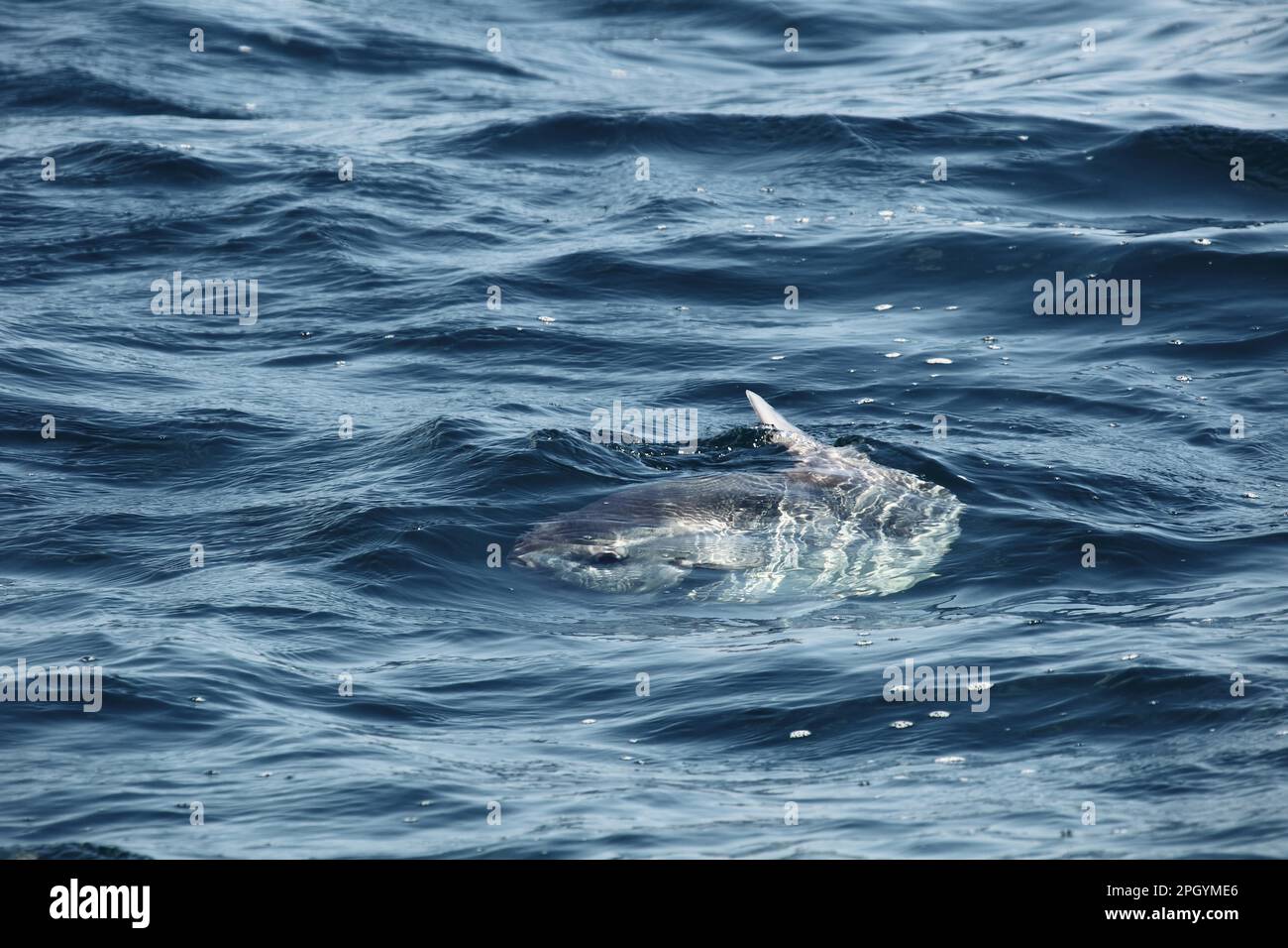Ocean Sunfish (Mola mola) adult, swimming with dorsal fin at surface of water, Penzance, Cornwall, England, United Kingdom Stock Photo