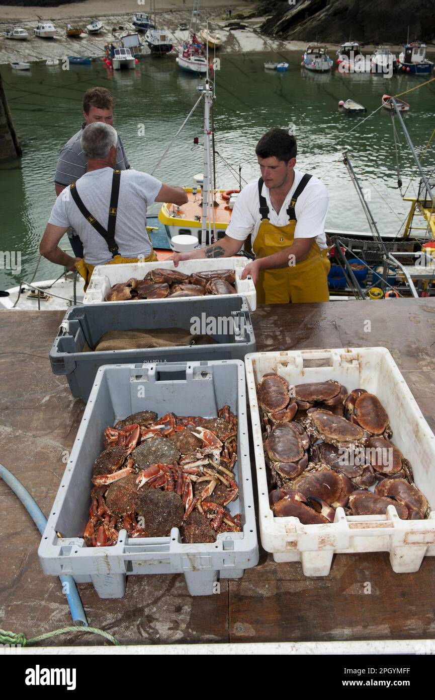 Crab fishing, fishermen landing Spiny Spider Crab (Maia squinado) and